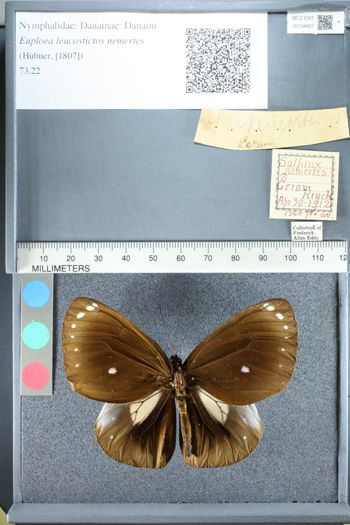 Media type: image;   Entomology 158407